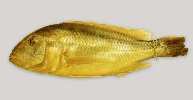 Buccochromis nototaenia